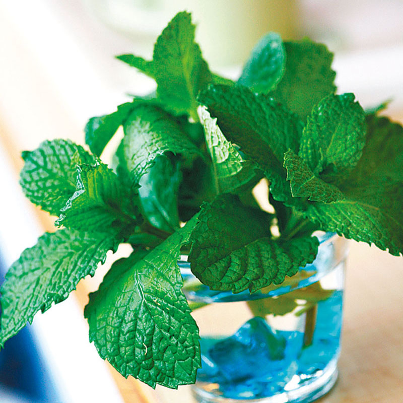 盆栽香草怎么養(yǎng) 盆栽香草怎么養(yǎng)