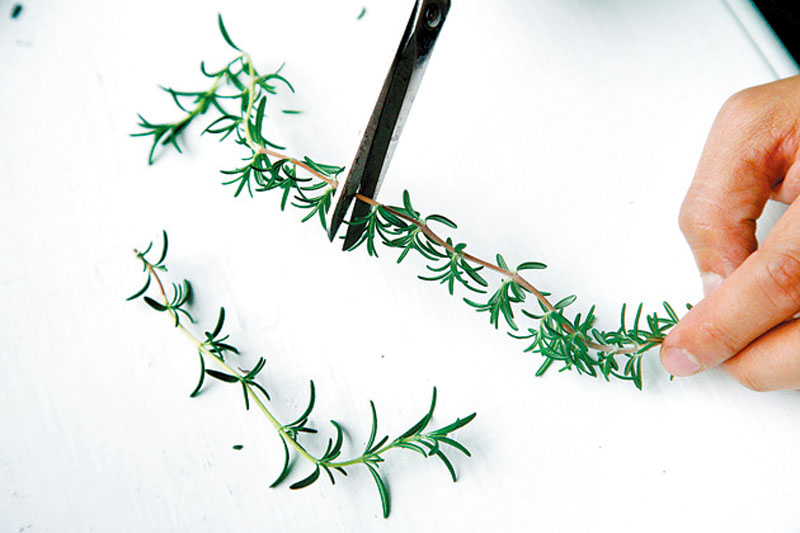 盆栽香草怎么養(yǎng) 盆栽香草怎么養(yǎng)