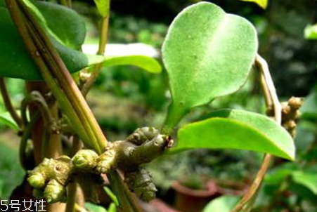 藤三七葉子怎么吃 食譜大全 藤三七葉子怎么吃 食譜大全