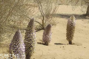 肉蓯蓉一次吃多少 泡水一次五克即可 肉蓯蓉一次吃多少 泡水一次五克即可