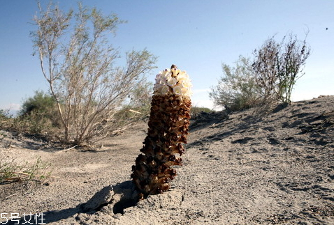 肉蓯蓉什么時候挖最好 分為春秋兩季 肉蓯蓉什么時候挖最好 分為春秋兩季