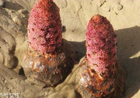 肉蓯蓉什么時候挖最好 分為春秋兩季 肉蓯蓉什么時候挖最好 分為春秋兩季