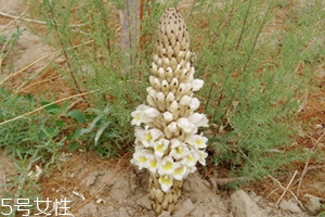 肉蓯蓉什么時候挖最好 分為春秋兩季 肉蓯蓉什么時候挖最好 分為春秋兩季