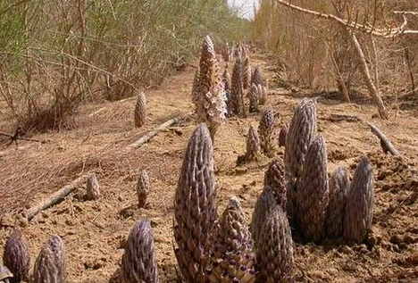 肉蓯蓉要吃多久有效果 一般半個月有很好的效果 肉蓯蓉要吃多久有效果 一般半個月有很好的效果