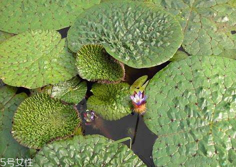 芡實(shí)什么時候種 種植方法 芡實(shí)什么時候種 種植方法