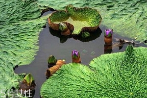 芡實(shí)什么時候種 種植方法 芡實(shí)什么時候種 種植方法