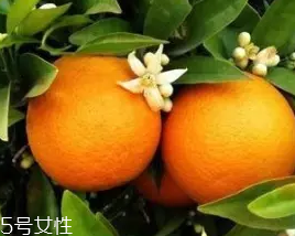 柑橘調香水好聞嗎？吃了這個大橘子