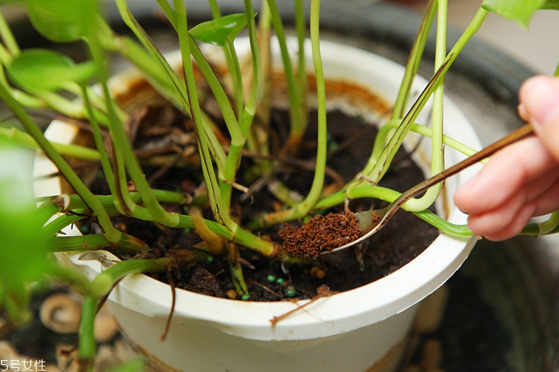 泡茶喝過的茶包有什么用 泡茶喝過的茶包有什么用