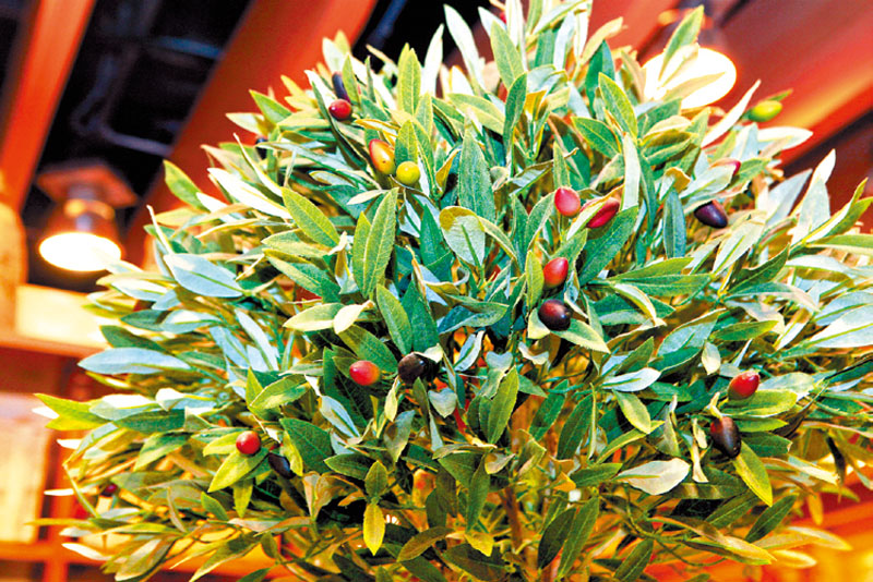 橄欖油怎么保存 橄欖油保存溫度 橄欖油怎么保存 橄欖油保存溫度