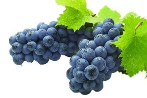 葡萄籽是什么味道？有點(diǎn)澀澀的