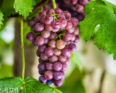 葡萄籽是什么味道？有點(diǎn)澀澀的