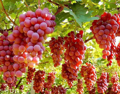 葡萄籽會影響月經(jīng)嗎？吃法正確就不會