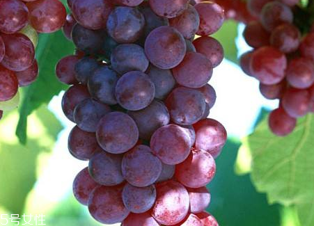 葡萄籽會影響月經(jīng)嗎？吃法正確就不會