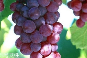 葡萄籽會(huì)推遲月經(jīng)嗎？一般不會(huì)