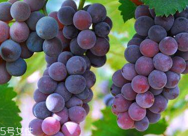 葡萄籽會(huì)推遲月經(jīng)嗎？一般不會(huì)