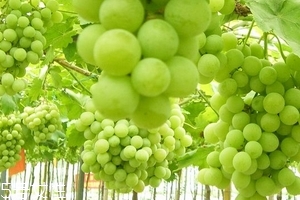 葡萄籽會(huì)上火嗎？正常是不會(huì)的
