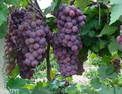 葡萄籽會(huì)上火嗎？正常是不會(huì)的