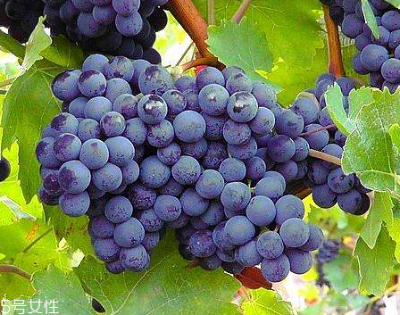 葡萄籽會(huì)上火嗎？正常是不會(huì)的
