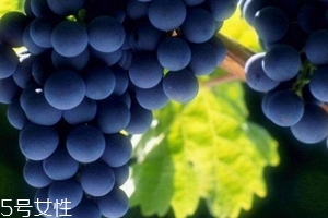 葡萄籽會發(fā)胖嗎？不會發(fā)胖