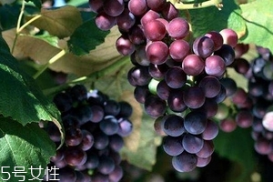 葡萄籽好還是膠原蛋白好？各有千秋