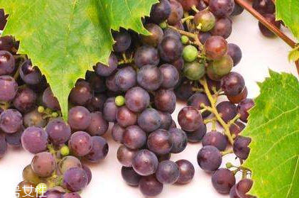 葡萄籽配什么吃效果更佳？