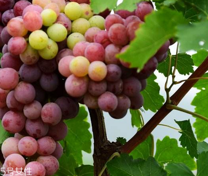葡萄籽泡水喝有作用嗎？美容保健