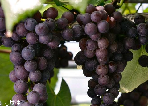 葡萄籽適合多大年齡吃？25歲女性必備
