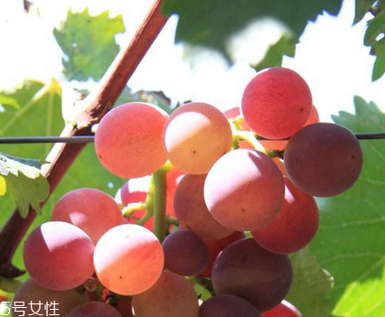 葡萄籽能去黃褐斑嗎？有一定效果