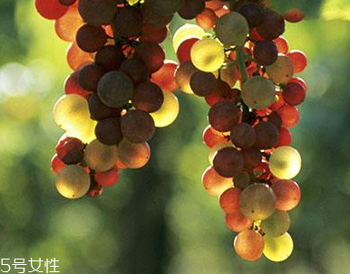 葡萄籽能長期服用嗎？