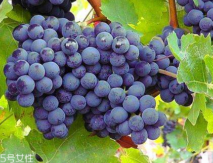 葡萄籽能直接嚼著吃嗎？不建議這樣吃