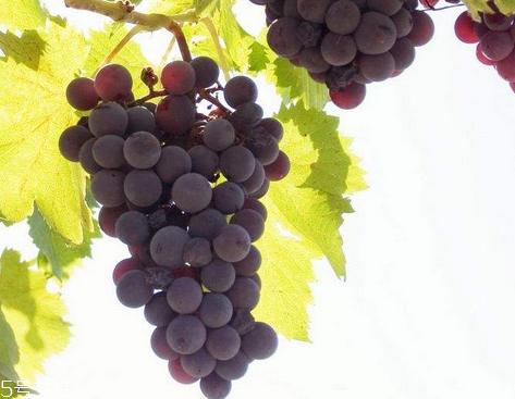 葡萄籽不能和什么一起吃？