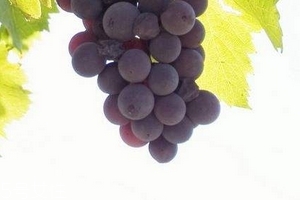 葡萄籽備孕期能吃嗎？備孕者禁服