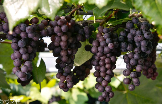 葡萄籽備孕期能吃嗎？備孕者禁服