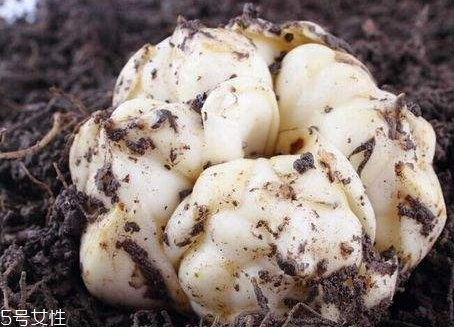 新鮮百合怎么吃 可以直接生吃 新鮮百合怎么吃 可以直接生吃