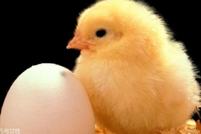 雞蛋怎么挑選 新鮮雞蛋挑選技巧