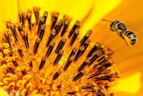 蜂花粉一天吃多少合適 根據(jù)具體情況而定 蜂花粉一天吃多少合適 根據(jù)具體情況而定