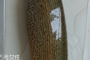 泥鰍是鯰魚嗎？泥鰍跟鯰魚不同