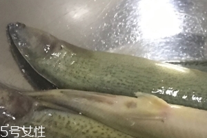 泥鰍會吃小魚嗎？這個是不會的