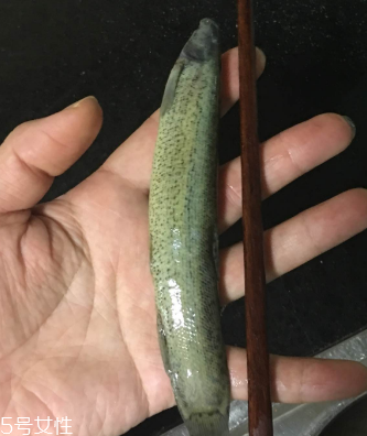 泥鰍會吃小魚嗎？這個是不會的