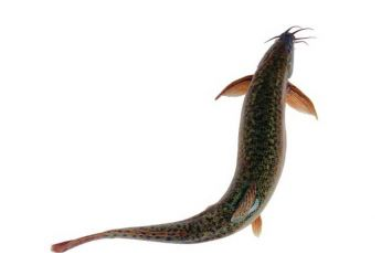 吃泥鰍要去內(nèi)臟嗎？建議去內(nèi)臟