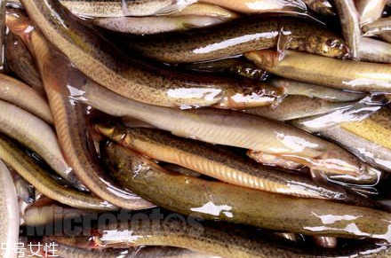 吃泥鰍要去內(nèi)臟嗎？建議去內(nèi)臟