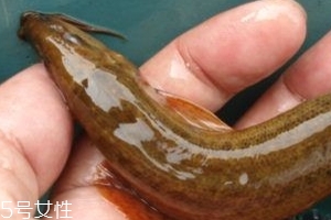 吃泥鰍會(huì)過敏嗎？一般不會(huì)