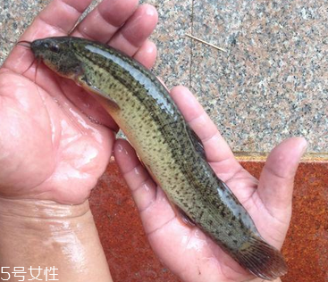 吃泥鰍會(huì)過敏嗎？一般不會(huì)