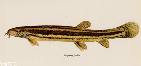 吃泥鰍會(huì)過敏嗎？一般不會(huì)