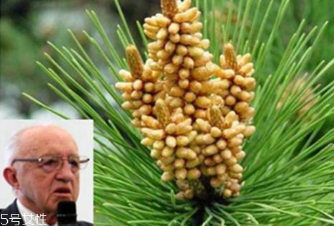 松花粉不破壁可以吃嗎 可以食用 松花粉不破壁可以吃嗎 可以食用