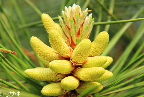 松花粉可以泡酒嗎 可以泡酒服用 松花粉可以泡酒嗎 可以泡酒服用