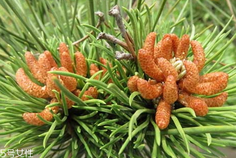 松花粉可以泡酒嗎 可以泡酒服用 松花粉可以泡酒嗎 可以泡酒服用