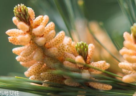 松花粉保質(zhì)期多久 過(guò)期的不能食用 松花粉保質(zhì)期多久 過(guò)期的不能食用