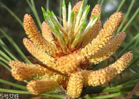 松花粉保質(zhì)期多久 過(guò)期的不能食用 松花粉保質(zhì)期多久 過(guò)期的不能食用