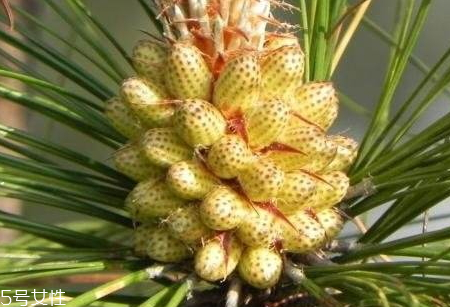 松花粉發(fā)霉了還能吃嗎 建議不要吃 松花粉發(fā)霉了還能吃嗎 建議不要吃